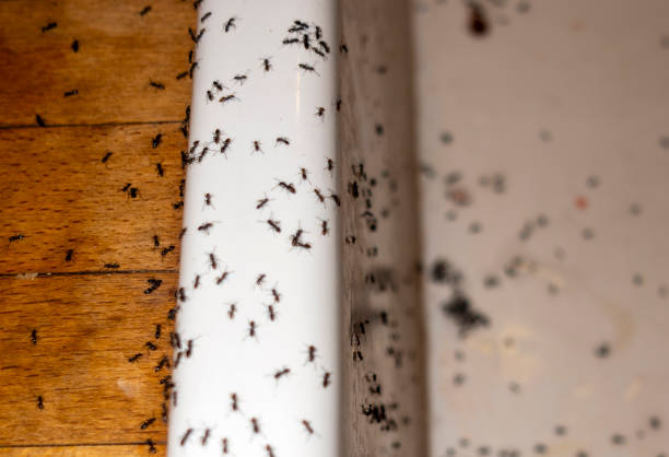 Best Pest Control Near Me  in Heritage Pines, FL